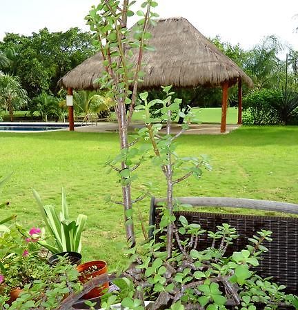 B&B Mom'S House Puerto Aventuras Kültér fotó